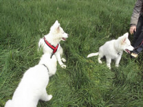 Dusty,Dash,Davinia